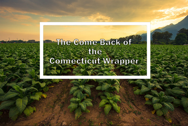 The Comeback of Connecticut Wrapper