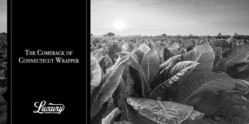 The Comeback of Connecticut Wrapper – Luxury Cigar Club