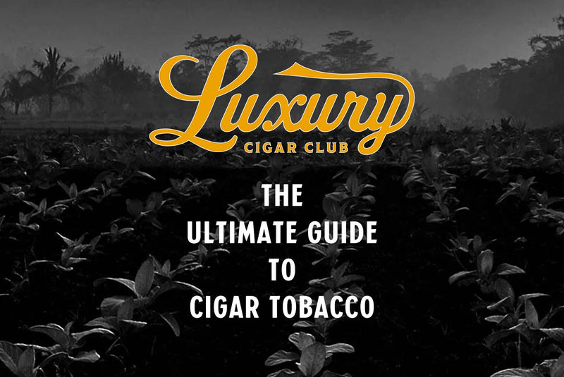 Luxury Cigar Club logo on top of a tobacco field, with the ultimate guide to cigar tobacco sub title