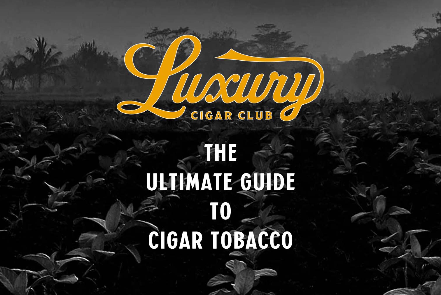 how did people start smoking tobacco Cigarette smoking and kids: What age do they start?